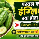 Parwal ka english kya hota hai