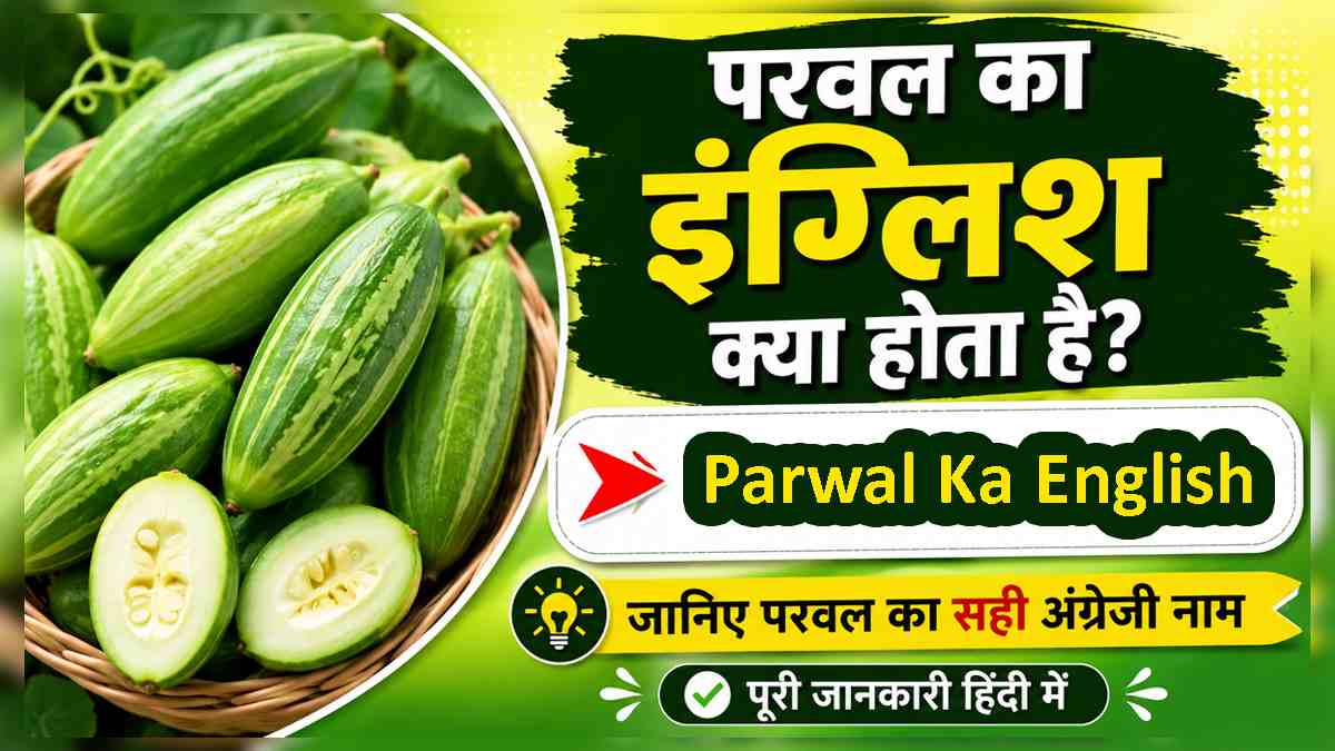 Parwal ka english kya hota hai