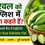 parwal in english, parwal ko english mein kya kahate hain, parval in english, parwan ka english kya hota hai