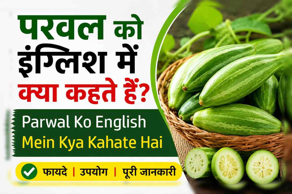 parwal in english, parwal ko english mein kya kahate hain, parval in english, parwan ka english kya hota hai